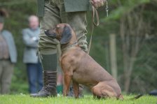 Hundepräsentation 2019